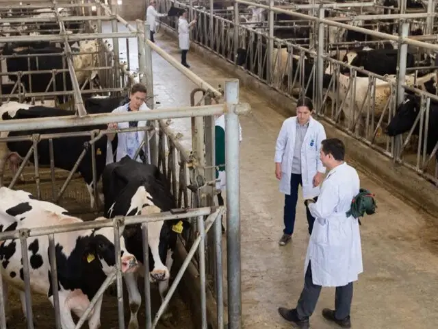 Почти полная потеря скота: в Минсельхозе раскрыли ущерб от пастереллёза