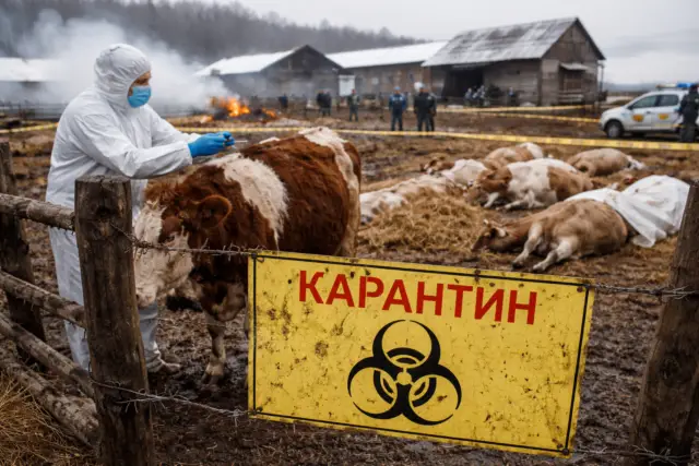 Вирус страха: пастереллез убивает российское фермерство