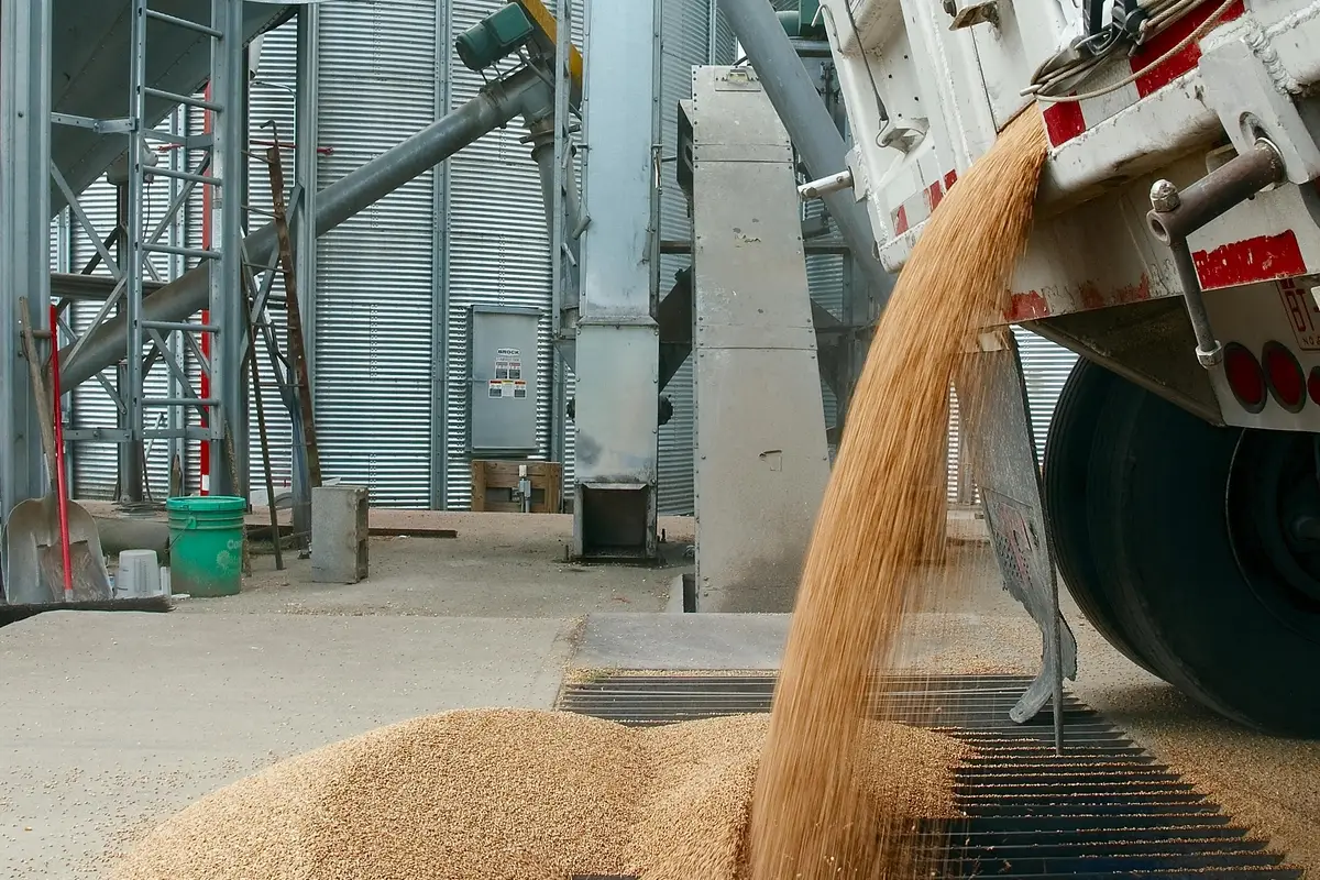 Пшеница из продовольствия для всего мира превратилась в музейный экспонат