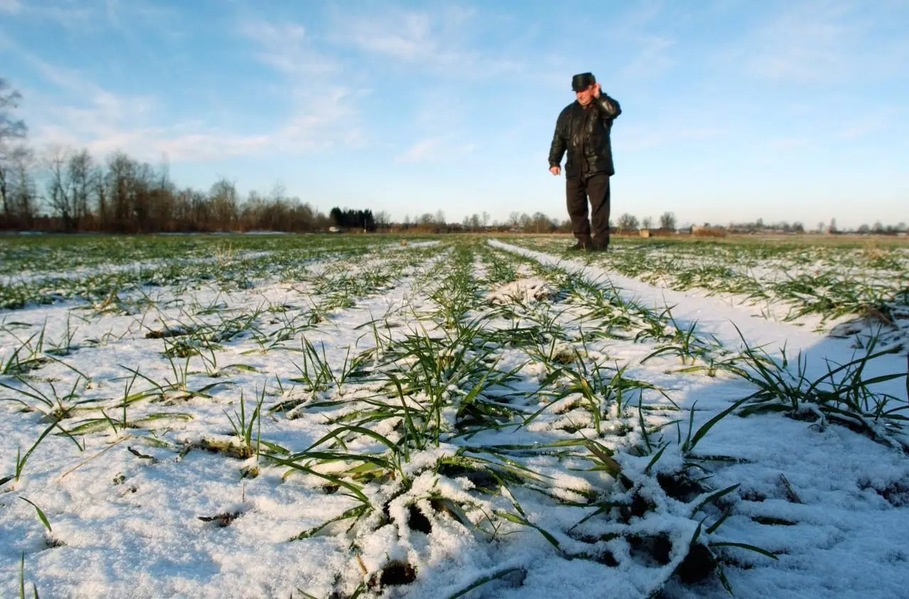 Дефицит удобрений на Украине грозит снижением будущего урожая