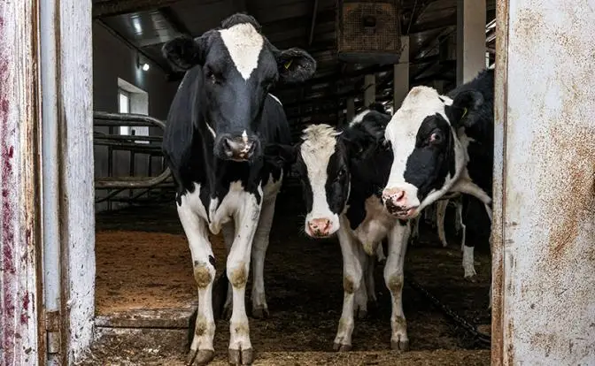 Почему массово уничтожают скот в частных хозяйствах России?