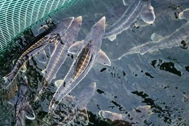 Рыба в одни сети: в РФ вылов осетра могут отдать государству