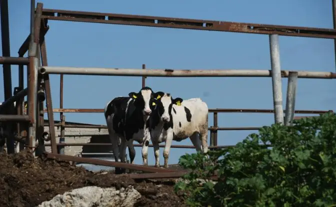 А был ли ящур, неизвестно. Но тысячи разорённых фермеров — факт