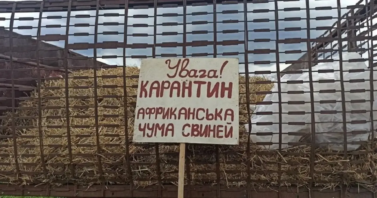 Африканская чума косит свиней на Украине