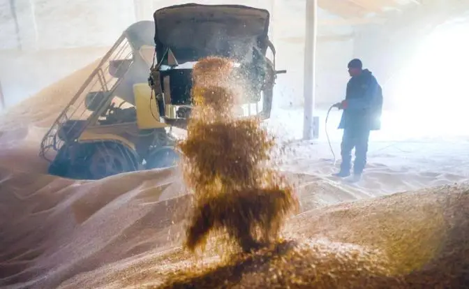 «Путин над нами издевается»: Российская пшеница стала новой нефтью